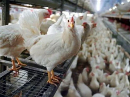 Noi focare de gripă aviară în Ungaria. DSV Arad recomandă câteva măsuri de prevenire