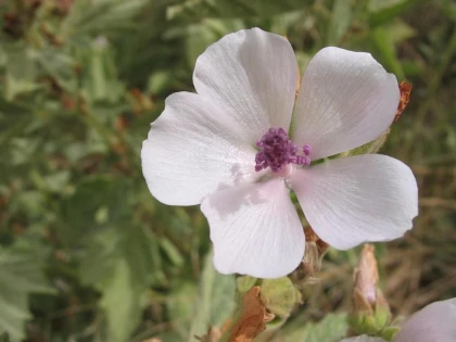 NOUĂ PLANTE CARE CURĂŢĂ RINICHII