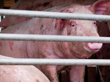 Numărul focarelor de pestă africană din Arad s-a dublat în patru zile