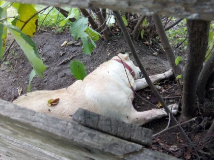 O arădeancă şi-a găsit câinele cu gâtul tăiat. A fost ucis cu bestialitate!