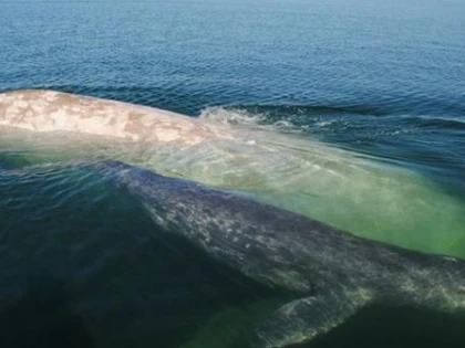 O BALENA EXTREM DE RARA A APARUT DUPA SAPTE ANI IN OCEANUL PACIFIC