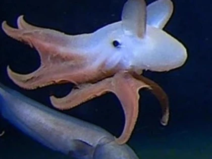 O caracatiță a fost descoperită în Oceanul Indian, la cea mai mare adâncime înregistrată vreodată