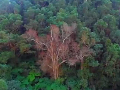 O ciupercă misterioasă şi fără leac distruge Insulele Hawaii
