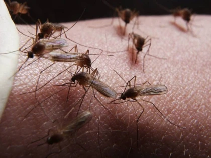 O ciupercă modificată genetic poate ucide cu rapiditate populaţiile de ţânţari care transmit malaria