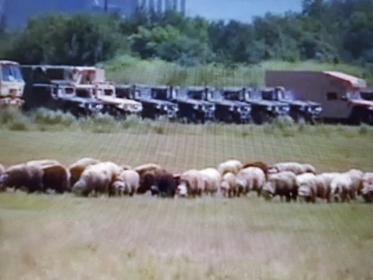 O făcură de oaie! Cu turma printre blindatele NATO