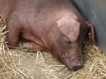 O FAMILIE DIN ARAD ARE UN PORC CARE CANTARESTE JUMATATE DE TONA