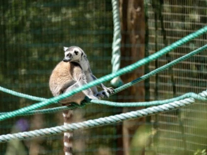 O grădină zoologică din SUA a început să vaccineze animalele împotriva COVID-19