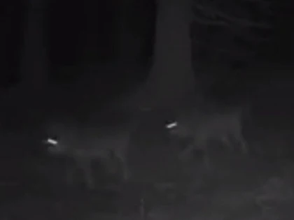 O haită mare de lupi care „patrulează”, filmată în pădurile din România