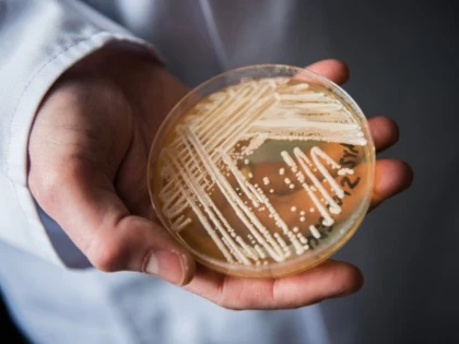 O nouă bacterie rezistentă la antibiotice pune în alertă specialiștii