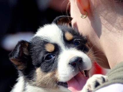 O nouă ediție a târgului de adopție canină va avea loc în weekend