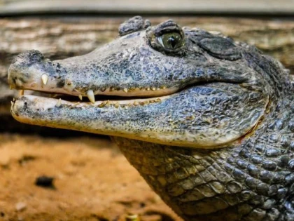 O nouă specie de crocodil preistoric, descoperită în Bazinul Hațeg