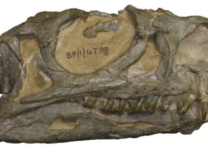 O nouă specie de dinozaur, descoperită după reanalizarea unor fosile care au stat 30 de ani într-un muzeu