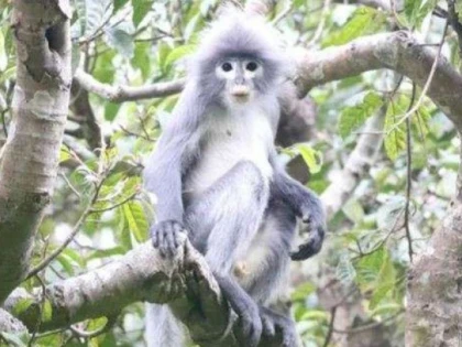 O nouă specie de maimuță, descoperită în Myanmar