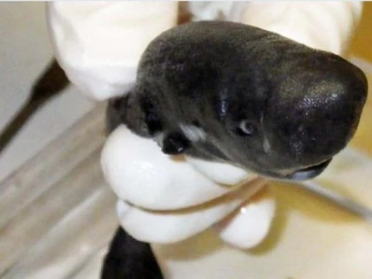 O nouă specie de rechin, descoperită în Oceanul Atlantic