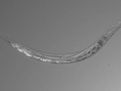 O nouă specie de viermi, descoperită de oamenii de știință