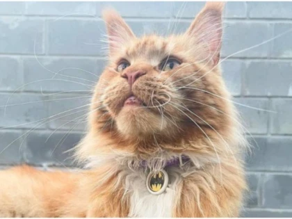 O pisică furată de ruși și-a regăsit stăpânii ucraineni după 80 de zile și o călătorie de 600 km