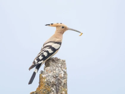 O pupăză, surprinsă în Parcul Natural Lunca Mureșului. Specia poate fi observată doar în sezonul cald