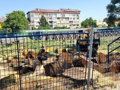 O rușine de neegalat în istoria Aradului! Pădurarul Bibi și ai lui continuă să facă ce știu ei mai bine: campania de masacrare a copacilor se intensifică (FOTO)