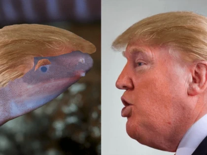O specie de amfibian fără membre a primit numele lui Donald Trump