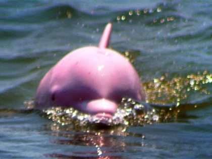 O specie rară de delfini, observată în apropiere de Hong Kong