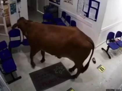 O vacă a intrat într-un spital din Columbia și a atacat pacienții