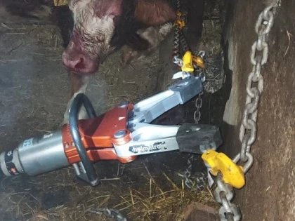 O vacă, care a căzut într-o rigolă de lemn, salvată de pompieri