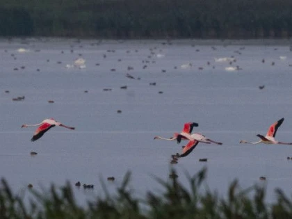 O VIZITĂ NEAȘTEPTATĂ: PATRU PĂSĂRI FLAMINGO AU FOST OBSERVATE LA TULCEA