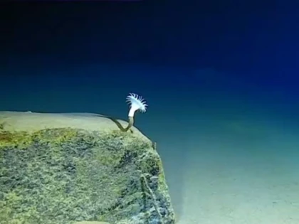 Oamenii au reuşit să polueze şi cel mai adânc loc din ocean, Groapa Marianelor