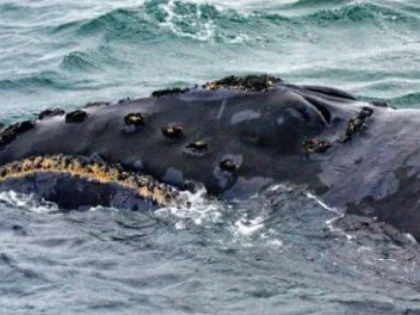 Oamenii de ştiinţă au înregistrat cântecul de dragoste al uneia dintre cele mai rare specii de balene de pe Pământ