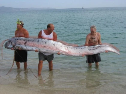 Oarfish, cel mai lung pește din lume
