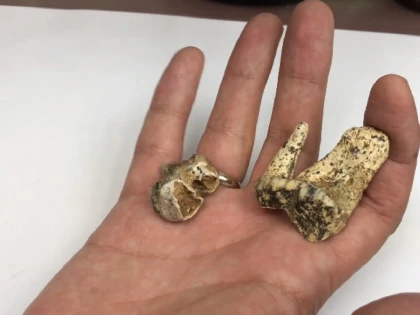 Oasele unei veverițe zburătoare gigant, dispărută de zeci de mii de ani, descoperite de oamenii de știință în Rusia