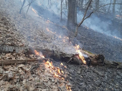 Opt ore s-au chinuit pompierii să stingă flăcările de pe o pășune împădurită din zona Gurahonț
