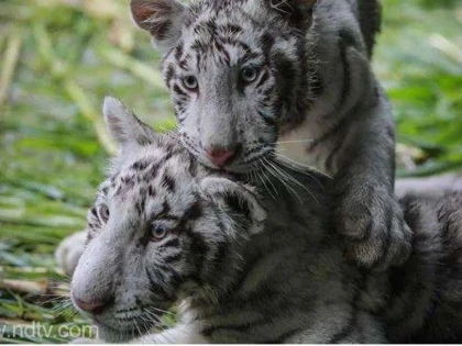 Osman și Halime, adoptaţi de o grădină zoologică din Nicaragua