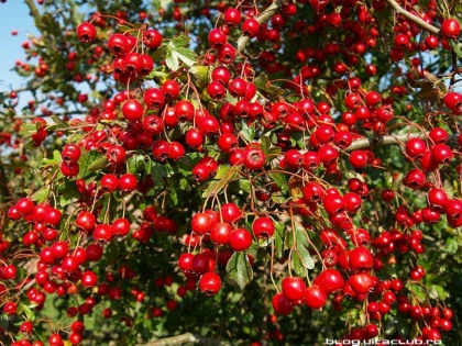 PĂDUCELUL, BENEFIC ÎN BOLILE CARDIOVASCULARE