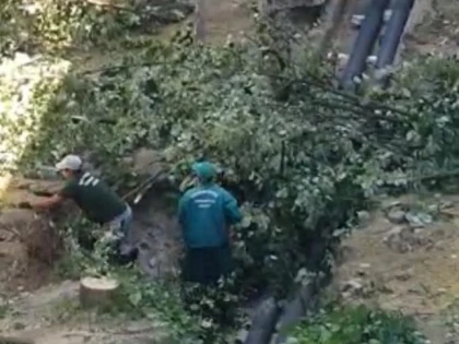 Pădurarul Bibi a rămas fără lemne de foc și s-a apucat să taie arborii din curțile blocurilor (foto + video)