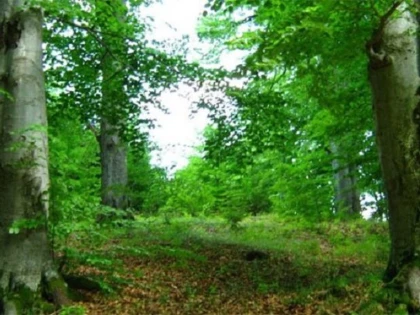 Pădurile virgine de fag din România, în Patrimoniul UNESCO