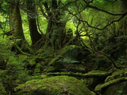 PĂDURILE VIRGINE DIN ROMÂNIA POT INTRA ÎN PATRIMONIUL UNESCO