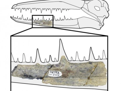 Pâmântul a fost dominat de păsări uriașe după ce un asteroid a exterminat dinozaurii