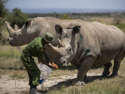 Pandemia este un obstacol pentru o specie rară de rinocer alb