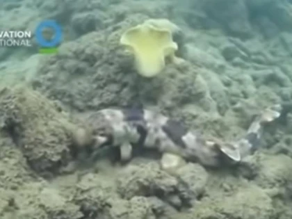 Patru noi specii de rechini tropicali, descoperite în apele Indoneziei