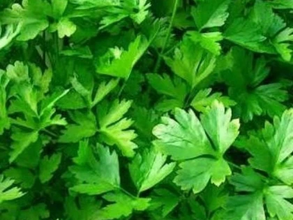 Pătrunjelul previne cancerul datorită conținutului mare de antioxidanți