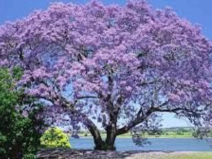 PAULOWNIA, COPACUL CU CEA MAI RAPIDĂ CREȘTERE