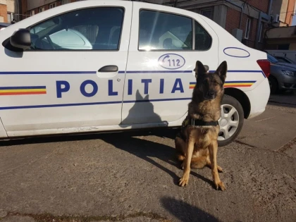 PEBAF, câinele polițist care a depistat peste 600 de țigarete de contrabandă