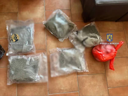 Percheziţii în Arad, la traficanţi de canabis şi ecstasy