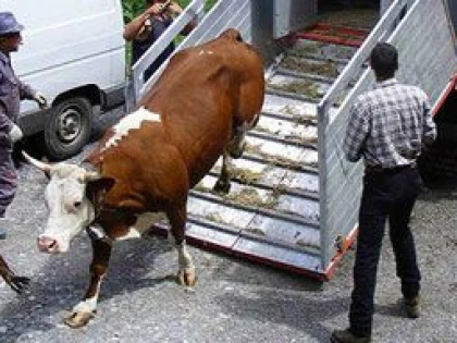PERCHEZITII LA FIRME DIN ARAD, BANUITE DE OPERATIUNI ILEGALE CU ANIMALE