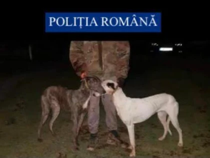 Percheziții la Nădab și Pilu, la domiciliile unor braconieri