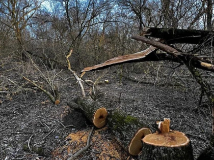 Percheziții la persoane suspectate de tăieri ilegale, în urma sesizărilor Administrației Parcului Natural Lunca Mureșului