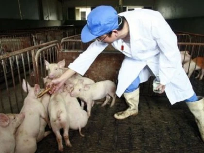 Pestă porcină confirmată în vestul țării