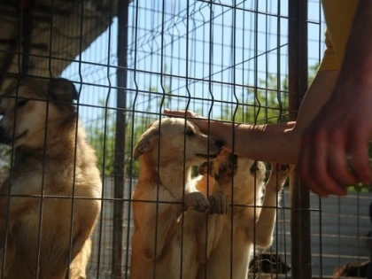Peste 100 de căţei din Adăpostul Public au fost adoptaţi