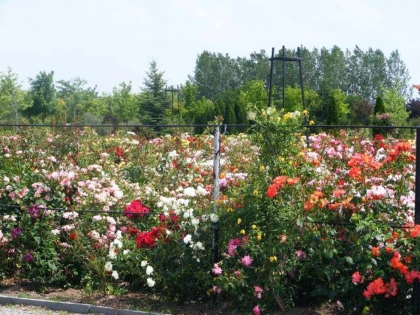 PESTE 2.000 DE SOIURI DE TRANDAFIRI POT FI ADMIRATI LA ROZARIUL „EUTOPIA GARDENS“ DIN ARAD